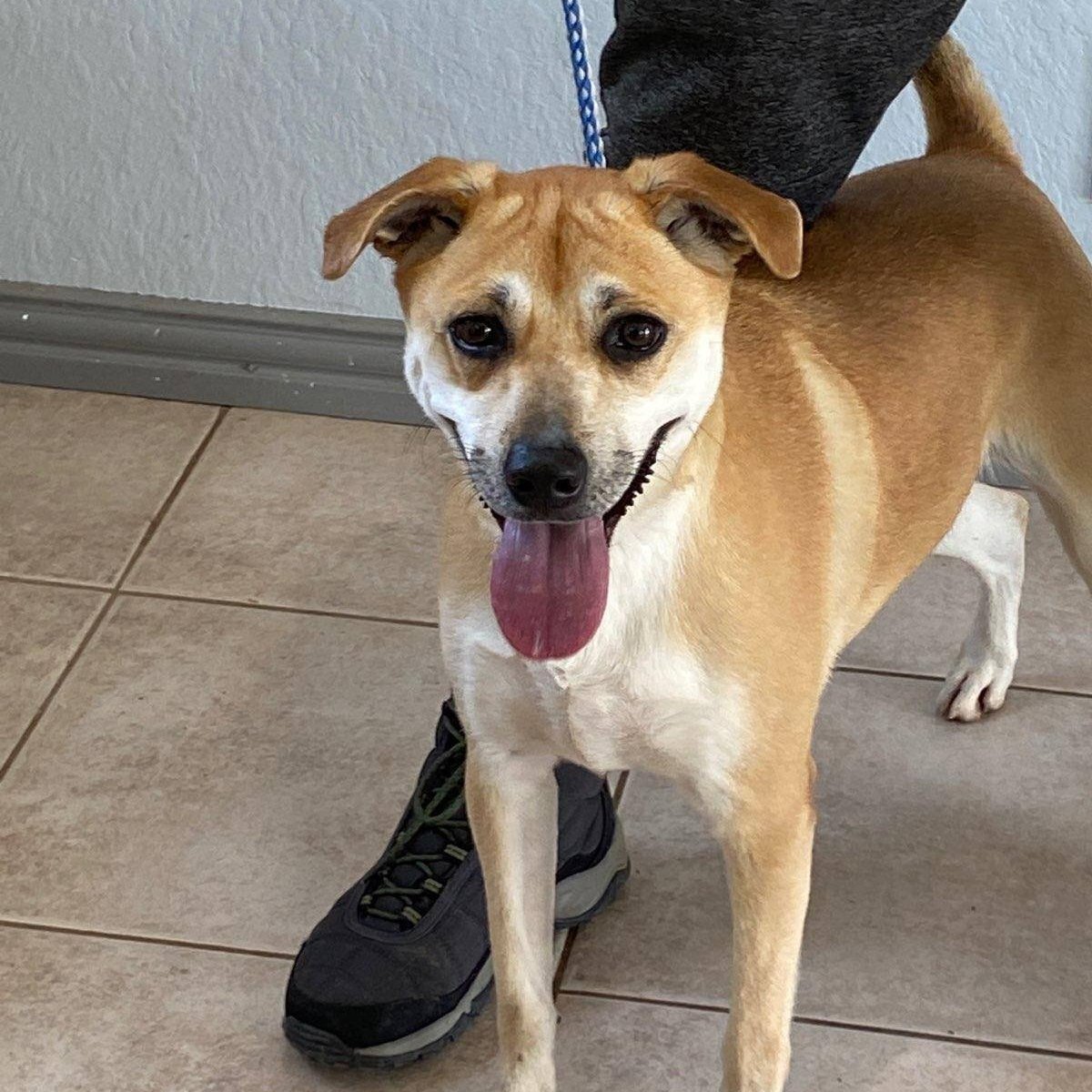 Kadie, a Adoptable mixed breed in Portland, OR image 3/17