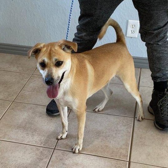 Kadie, a Adoptable mixed breed in Portland, OR image 4/17