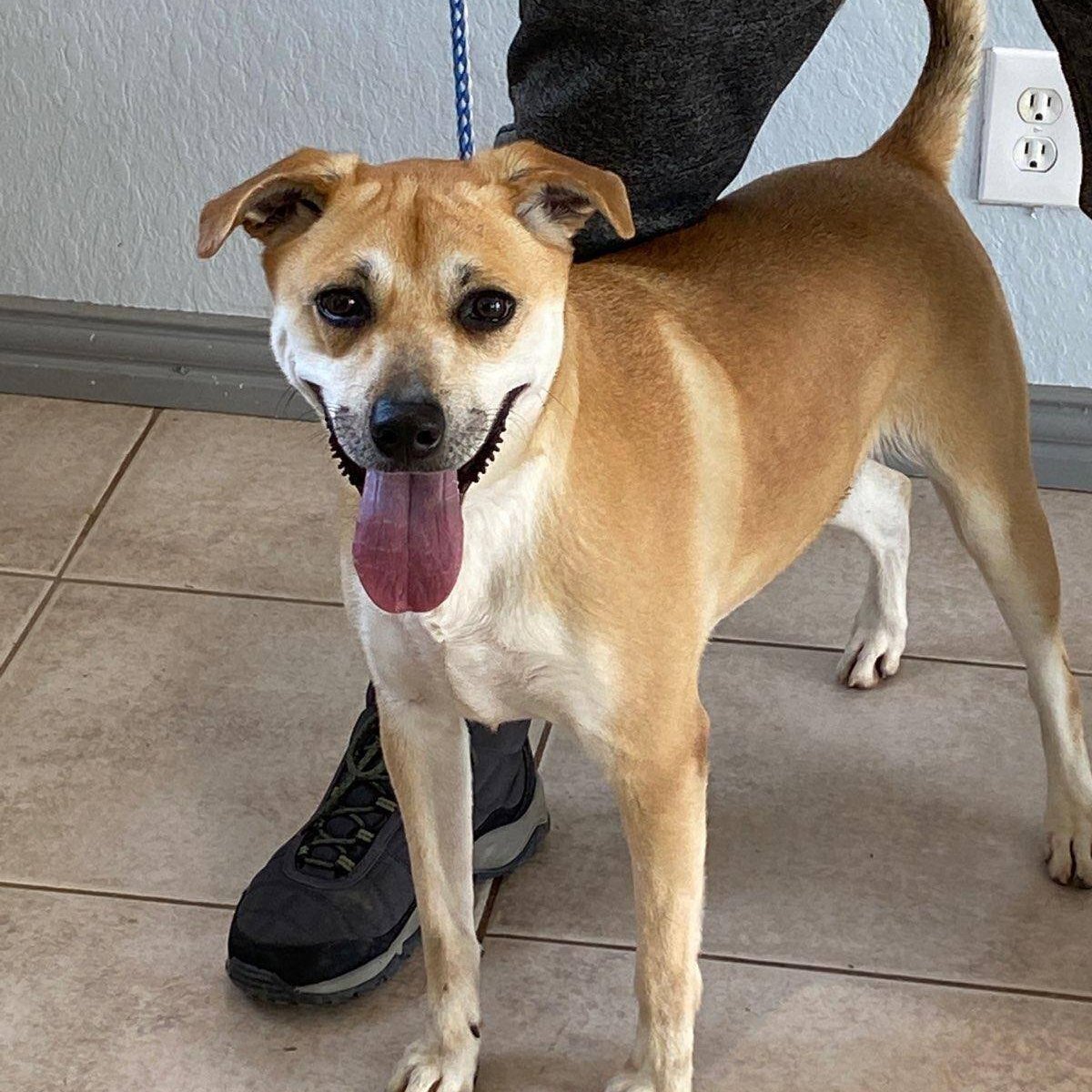 Kadie, a Adoptable mixed breed in Portland, OR image 5/17