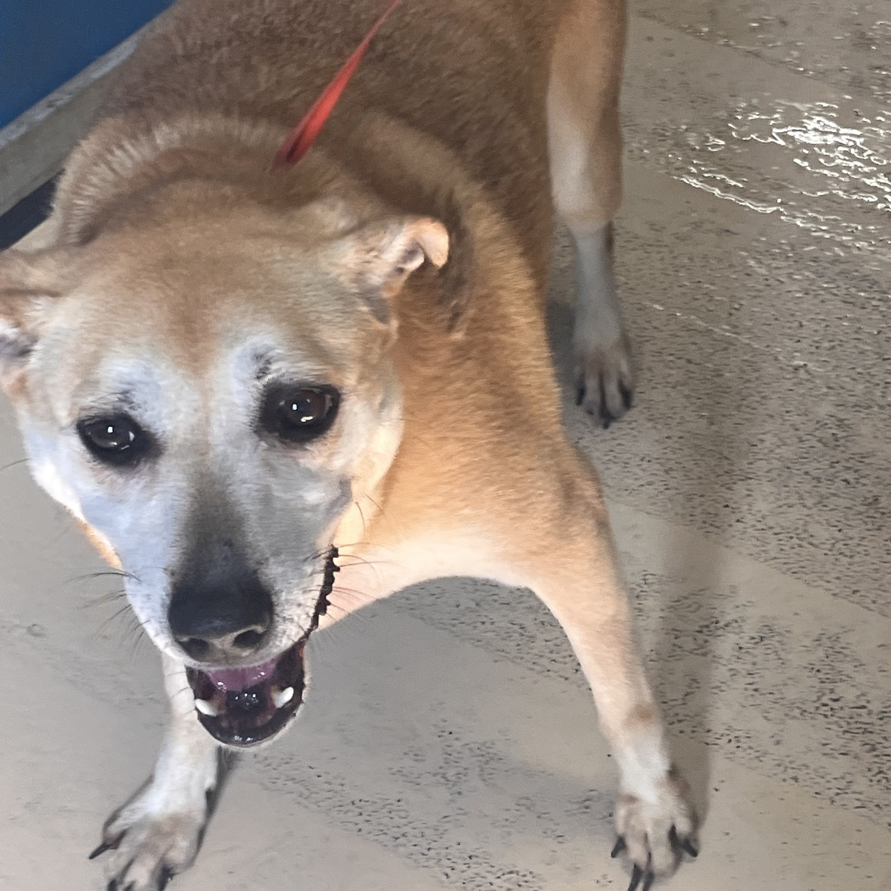 Kadie, a Adoptable mixed breed in Portland, OR image 6/17