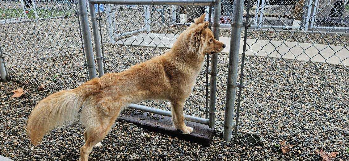 Enlarge Ginger, a Adoptable mixed breed in Emmett, ID image 1/3