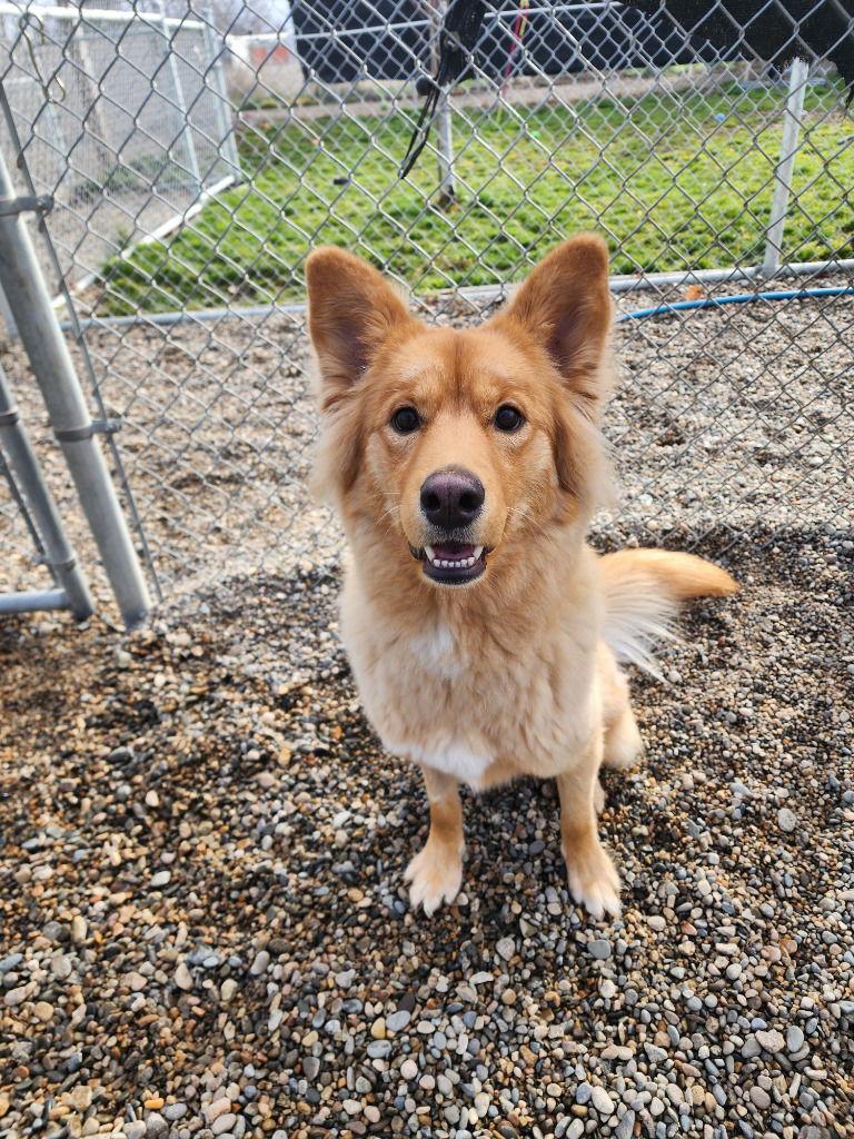 Enlarge Ginger, a Adoptable mixed breed in Emmett, ID image 2/3
