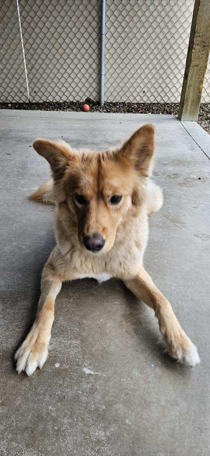 Enlarge Ginger, a Adoptable mixed breed in Emmett, ID image 3/3