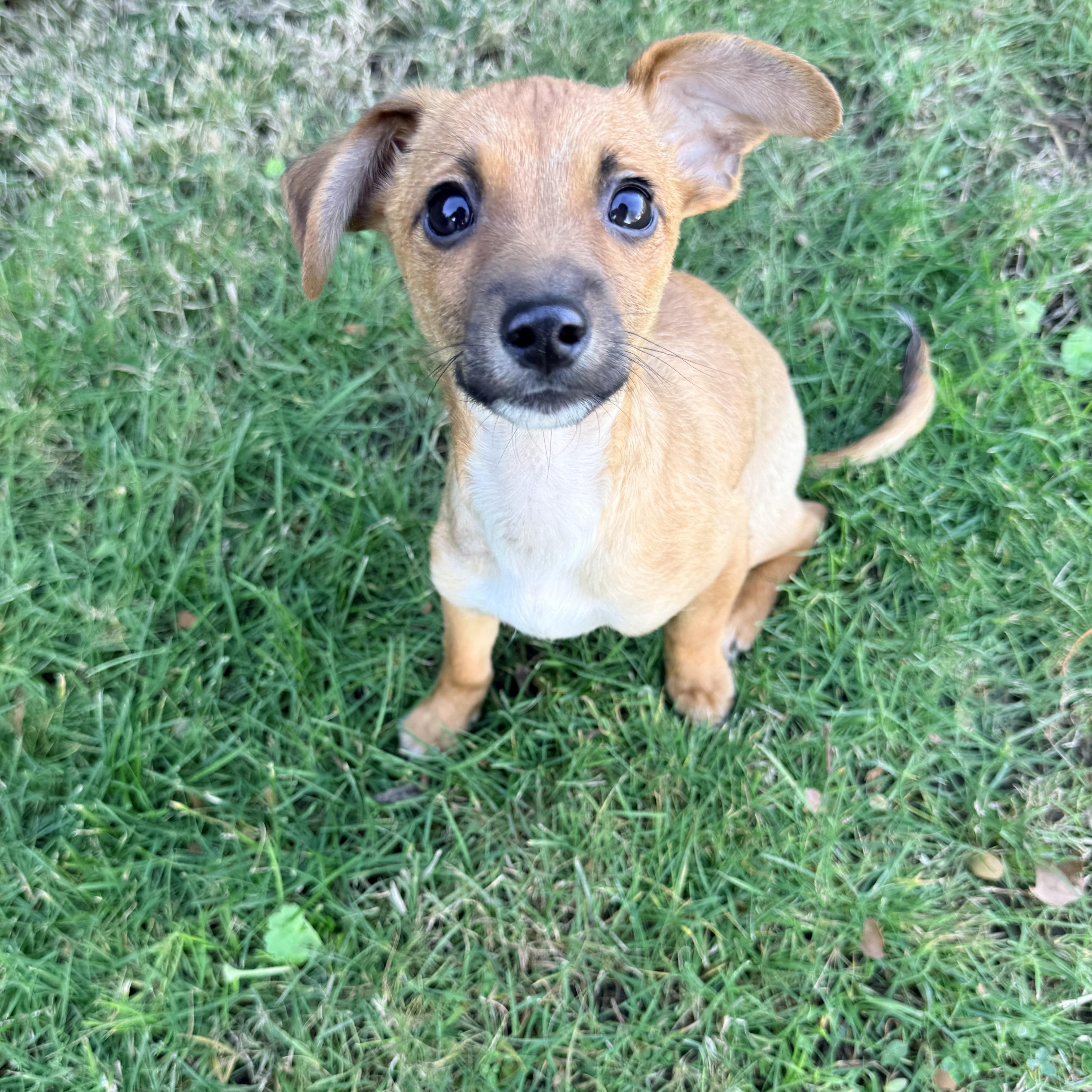 Taco, ADOPTABLE, Puppy Male Chiweenie.