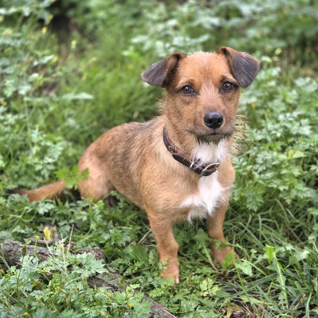 Thimble, Adoptable, Young Female Wirehaired Dachshund.