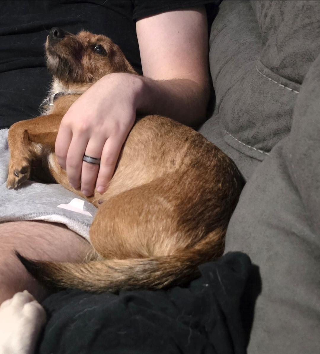 Enlarge Thimble, a Adoptable mixed breed in Lincoln, NE image 2/6