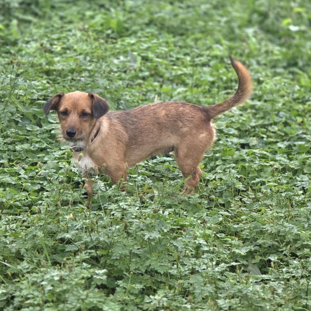 Enlarge Thimble, a Adoptable mixed breed in Lincoln, NE image 5/6