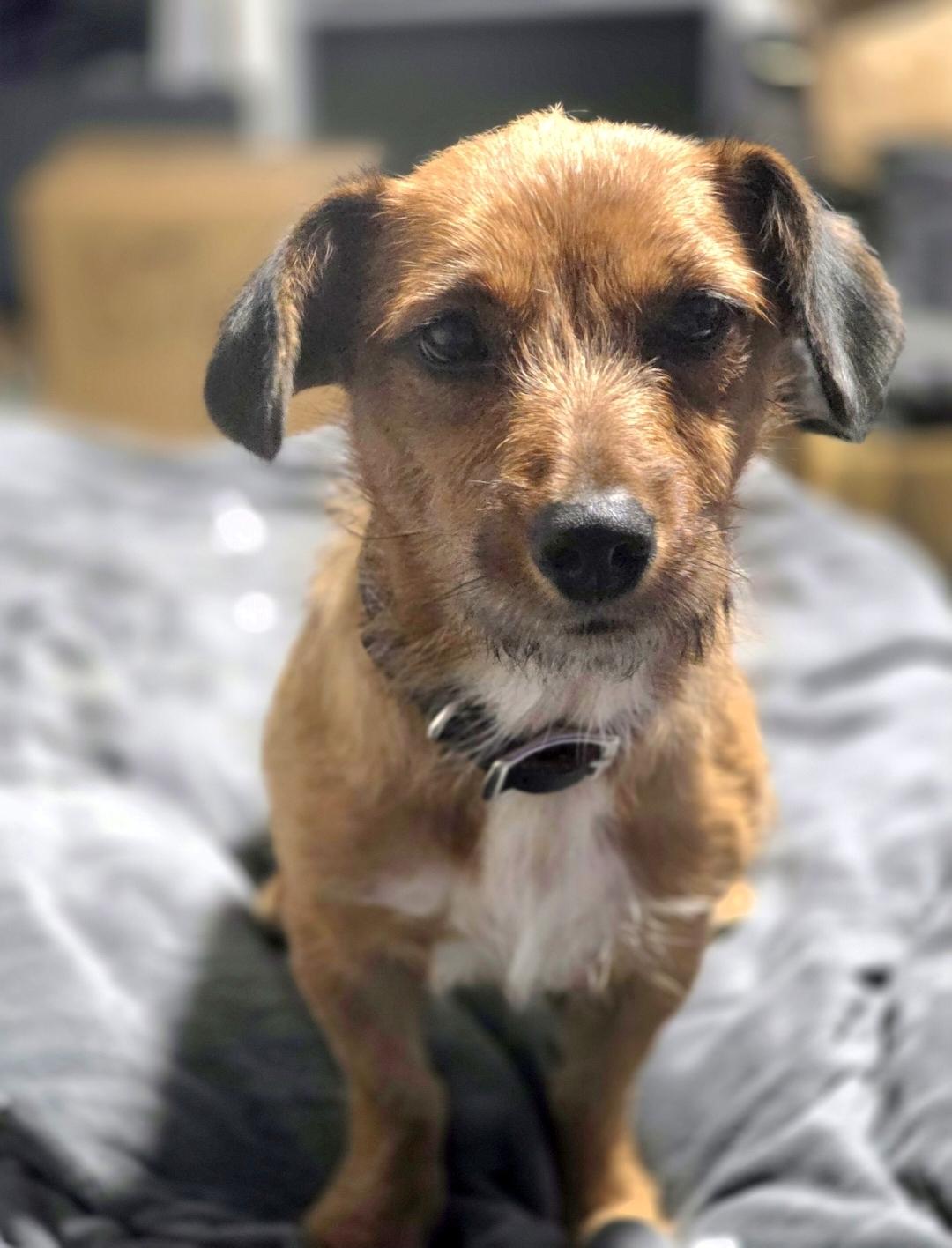 Enlarge Thimble, a Adoptable mixed breed in Lincoln, NE image 4/6