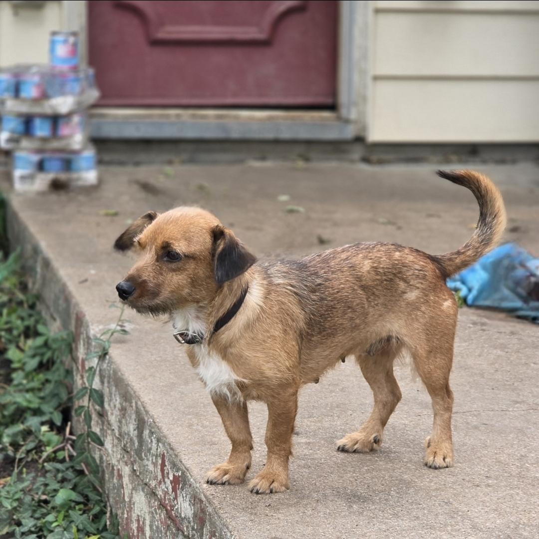 Enlarge Thimble, a Adoptable mixed breed in Lincoln, NE image 3/6