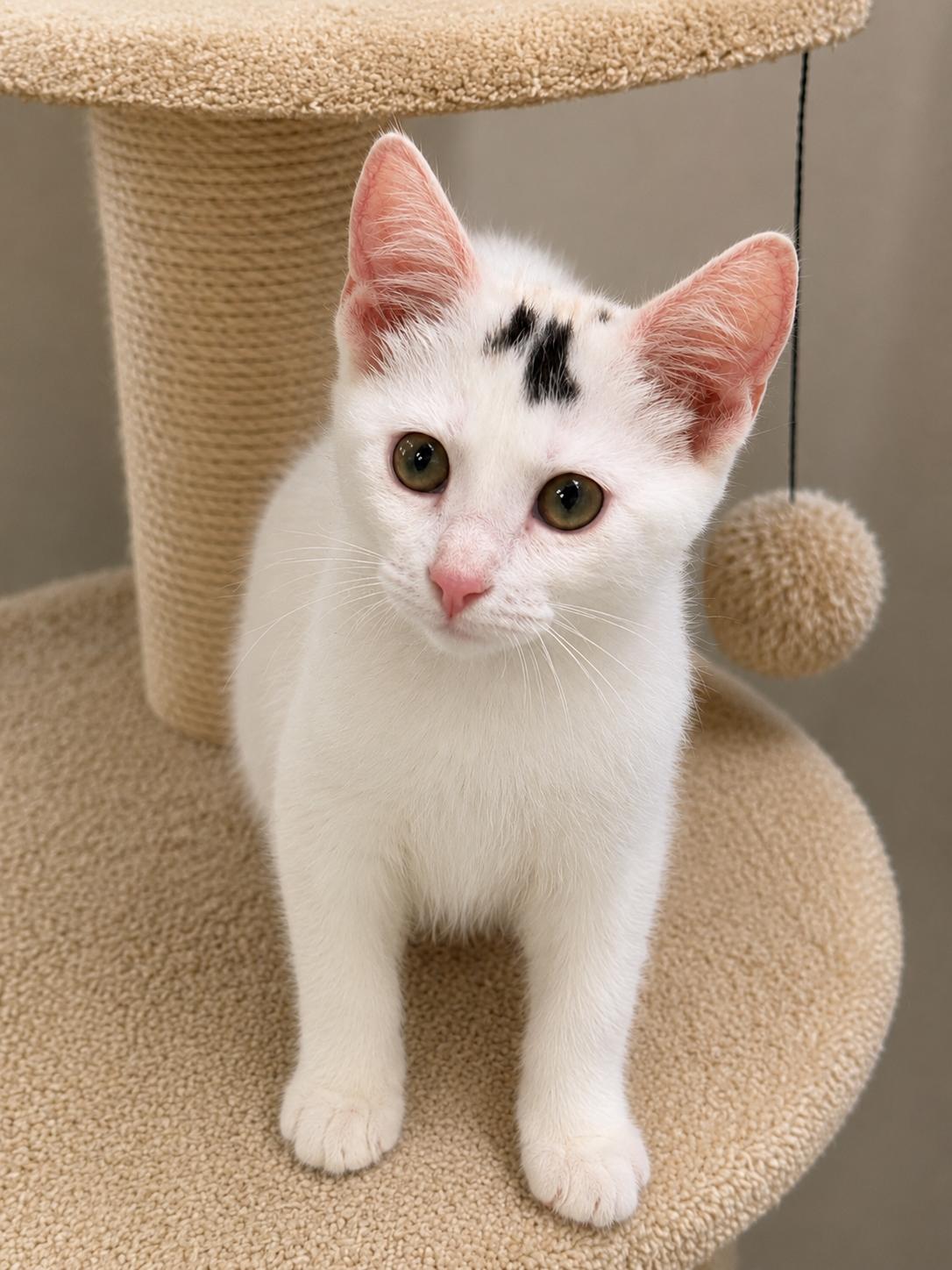 Skylar ((Bonded with Aidan), ADOPTABLE, Kitten Female American Shorthair.