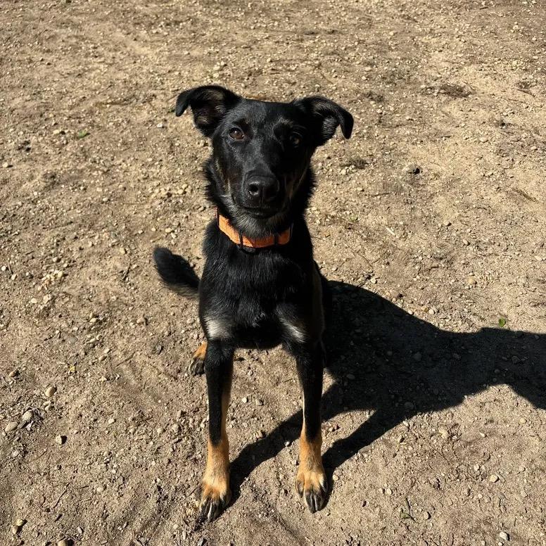 Enlarge Zenith, a Adoptable Mixed Breed in Lindenhurst, NY image 1/4