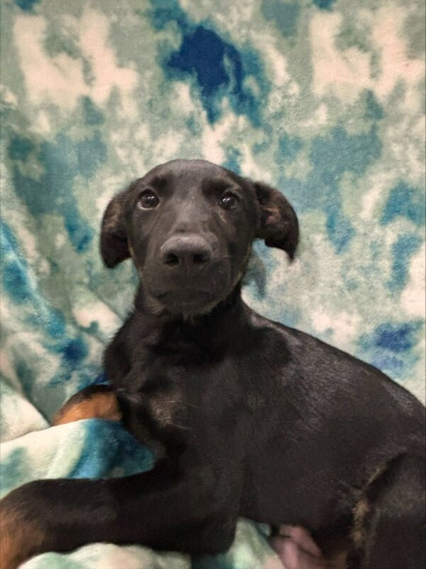 Enlarge Zenith, a Adoptable Mixed Breed in Lindenhurst, NY image 2/4