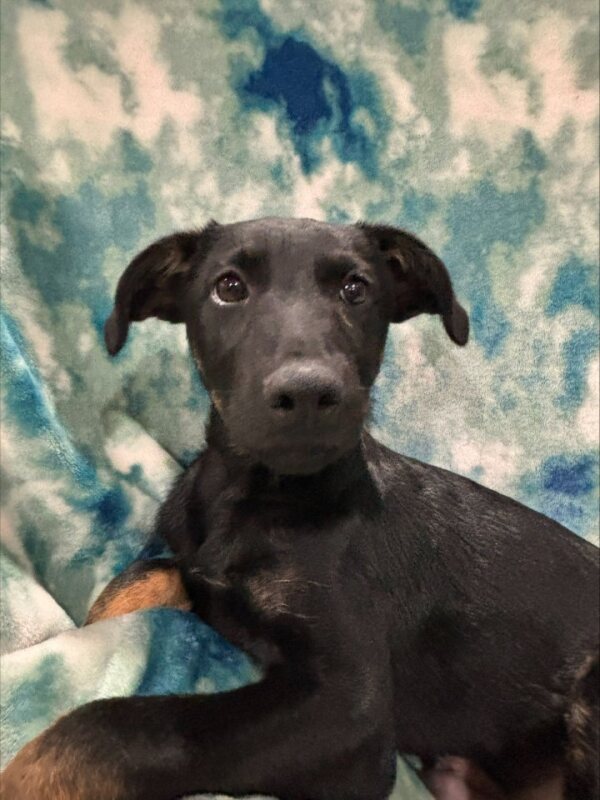 Enlarge Zenith, a Adoptable Mixed Breed in Lindenhurst, NY image 3/4
