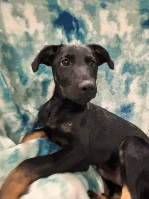 Enlarge Zenith, a Adoptable Mixed Breed in Lindenhurst, NY image 4/4