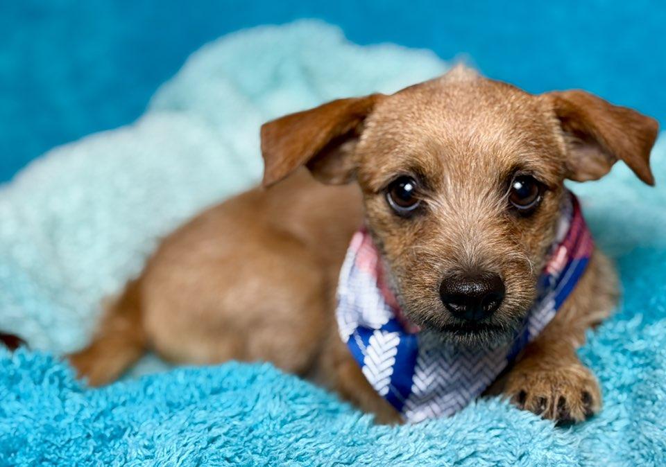 Enlarge  Oslo — A Pocket-Sized Pup with a Big Heart, a hold mixed breed in St Augustine, FL image 1/6