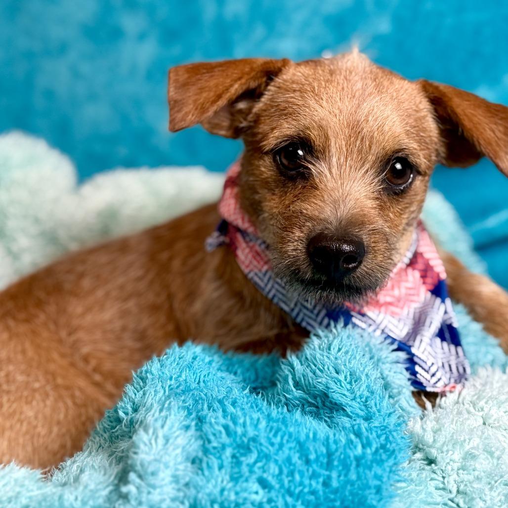 Enlarge  Oslo — A Pocket-Sized Pup with a Big Heart, a hold mixed breed in St Augustine, FL image 2/6