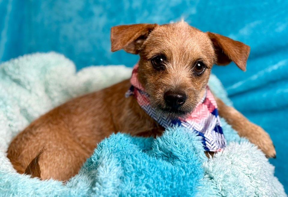 Enlarge  Oslo — A Pocket-Sized Pup with a Big Heart, a hold mixed breed in St Augustine, FL image 5/6