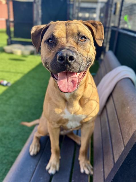 Enlarge TOUCHDOWN, a Adoptable mixed breed in San Francisco, CA image 1/1