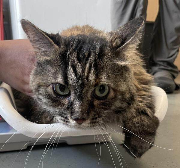 Enlarge Luna, a Adoptable mixed breed in Salt Lake City, UT image 2/2