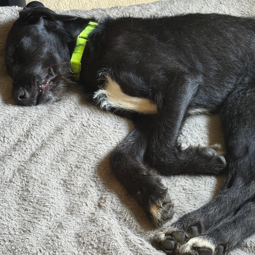 Enlarge Coal, a Adoptable Terrier in Raleigh, NC image 1/6