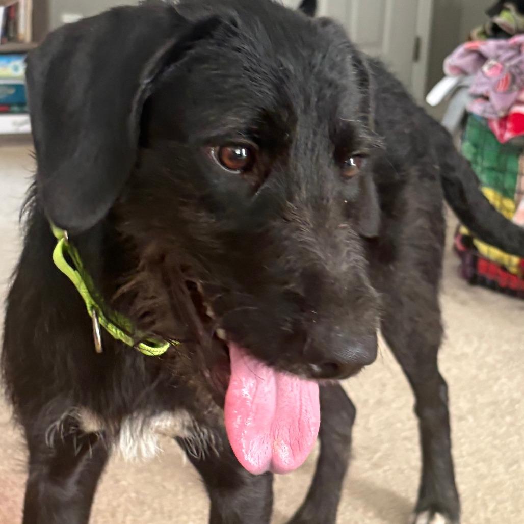 Enlarge Coal, a Adoptable Terrier in Raleigh, NC image 2/6