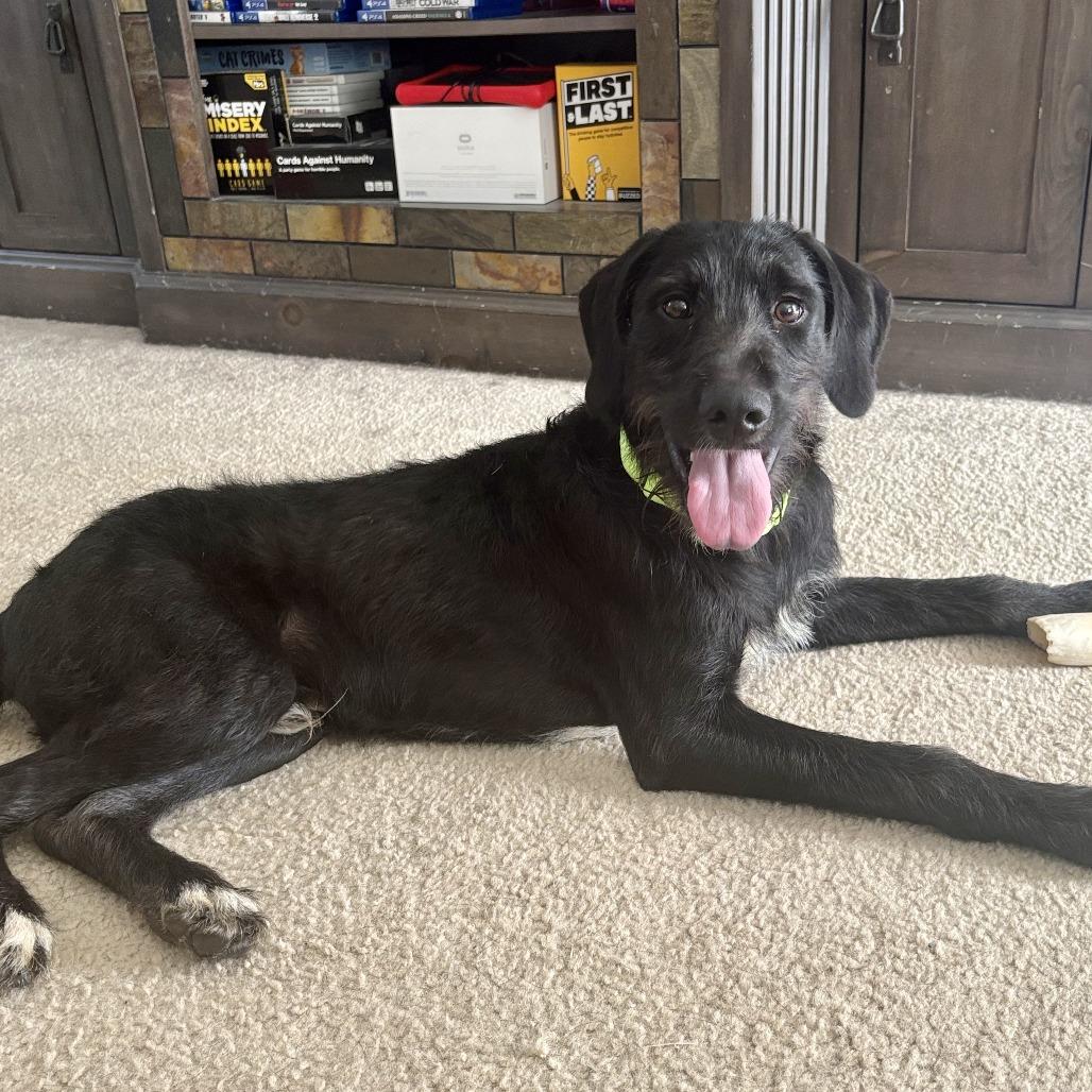 Enlarge Coal, a Adoptable Terrier in Raleigh, NC image 5/6