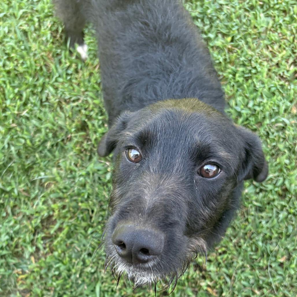 Enlarge Coal, a Adoptable Terrier in Raleigh, NC image 6/6