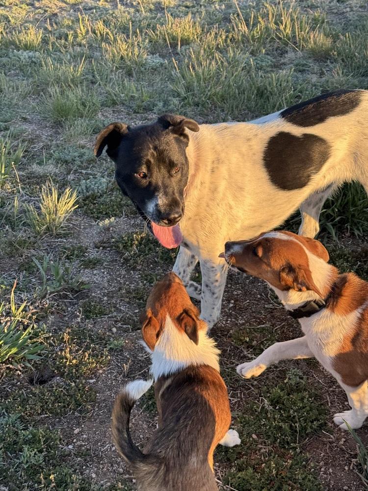 Ann, a Adoptable mixed breed in Lafayette, CO image 2/6