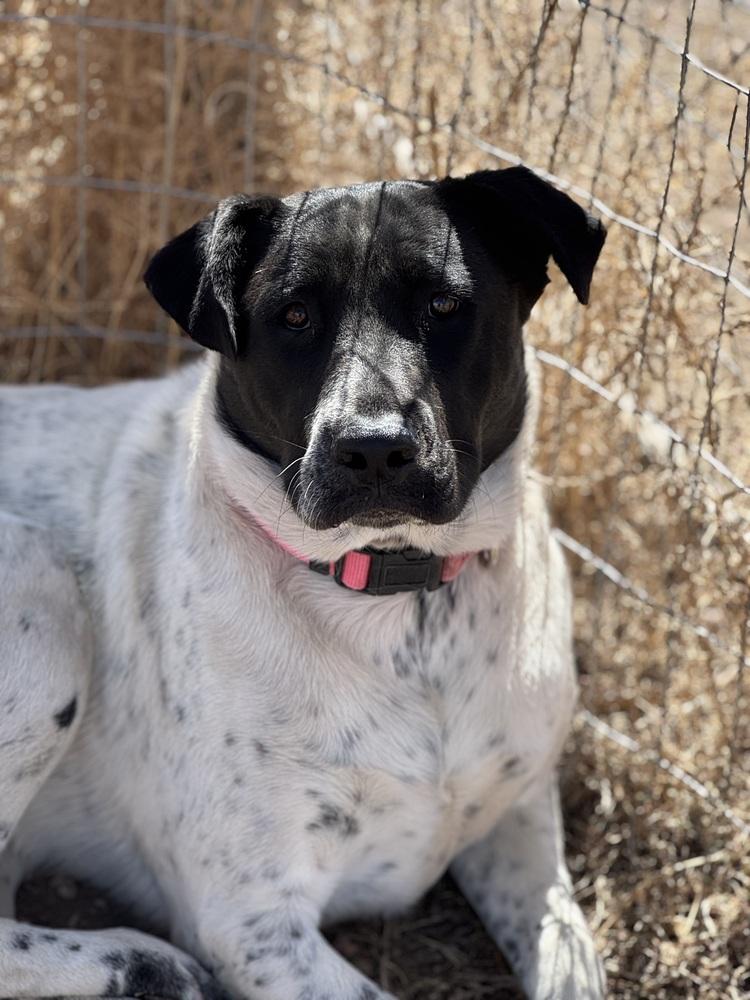 Ann, a Adoptable mixed breed in Lafayette, CO image 3/6