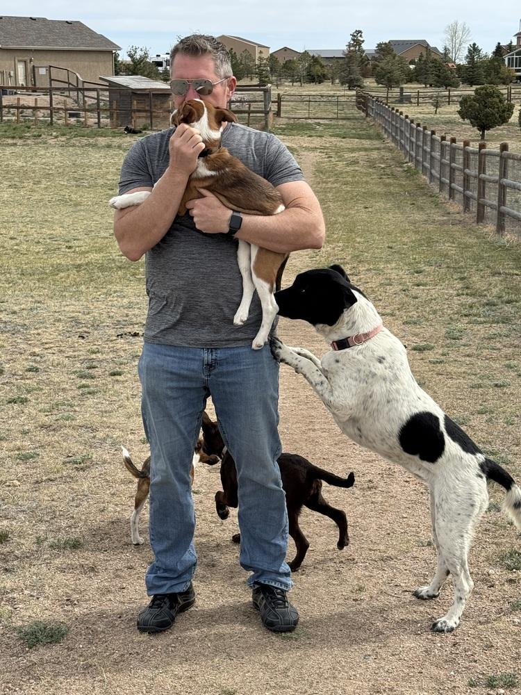 Ann, a Adoptable mixed breed in Lafayette, CO image 4/6