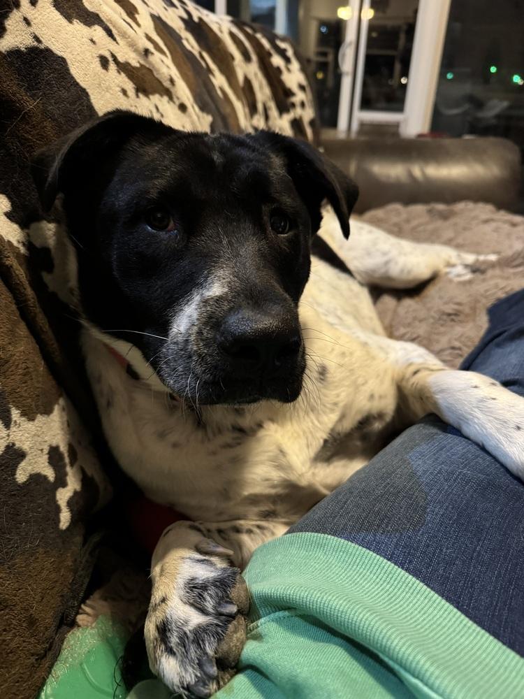 Ann, a Adoptable mixed breed in Lafayette, CO image 5/6