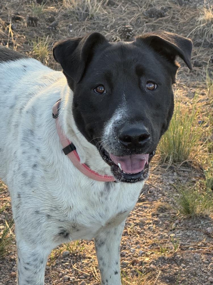 Ann, a Adoptable mixed breed in Lafayette, CO image 6/6