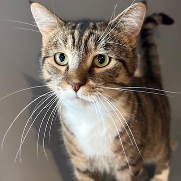 Hector, Adult Male Tabby