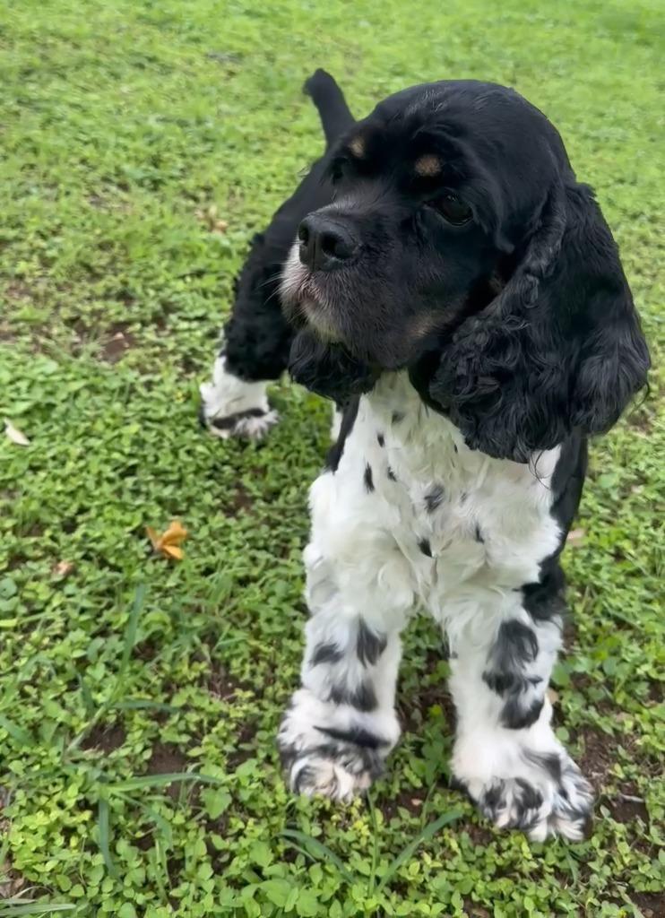 Peppy, Adoptable, Adult Male Cocker Spaniel.