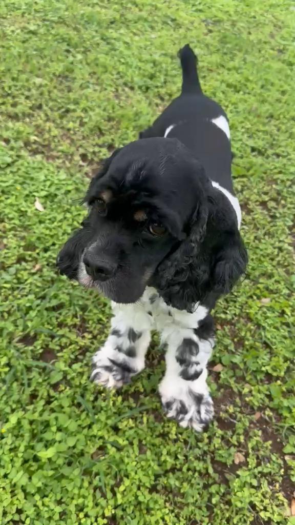 Enlarge Peppy, a Adoptable Cocker Spaniel in Austin, TX image 2/4