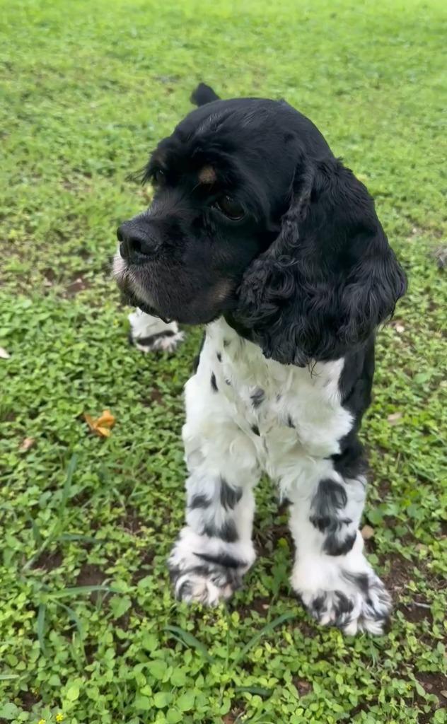 Enlarge Peppy, a Adoptable Cocker Spaniel in Austin, TX image 3/4