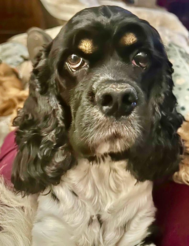 Enlarge Peppy, a Adoptable Cocker Spaniel in Austin, TX image 4/4