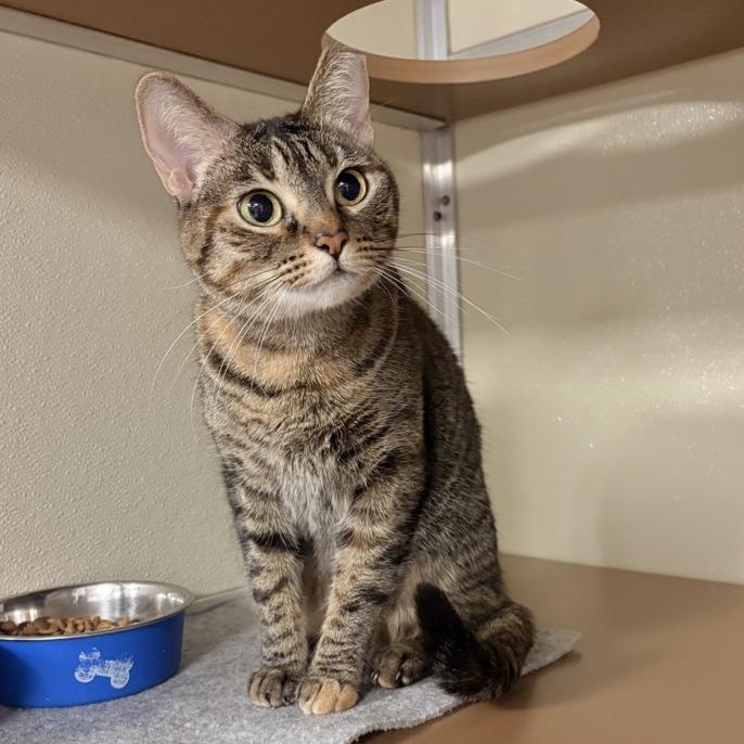 Audrey, a Adoptable Domestic Short Hair in Tempe, AZ image 1/2