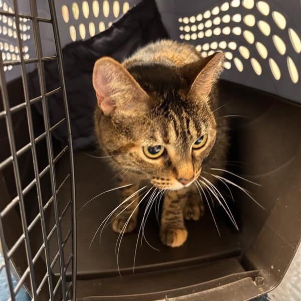 Audrey, a Adoptable Domestic Short Hair in Tempe, AZ image 2/2