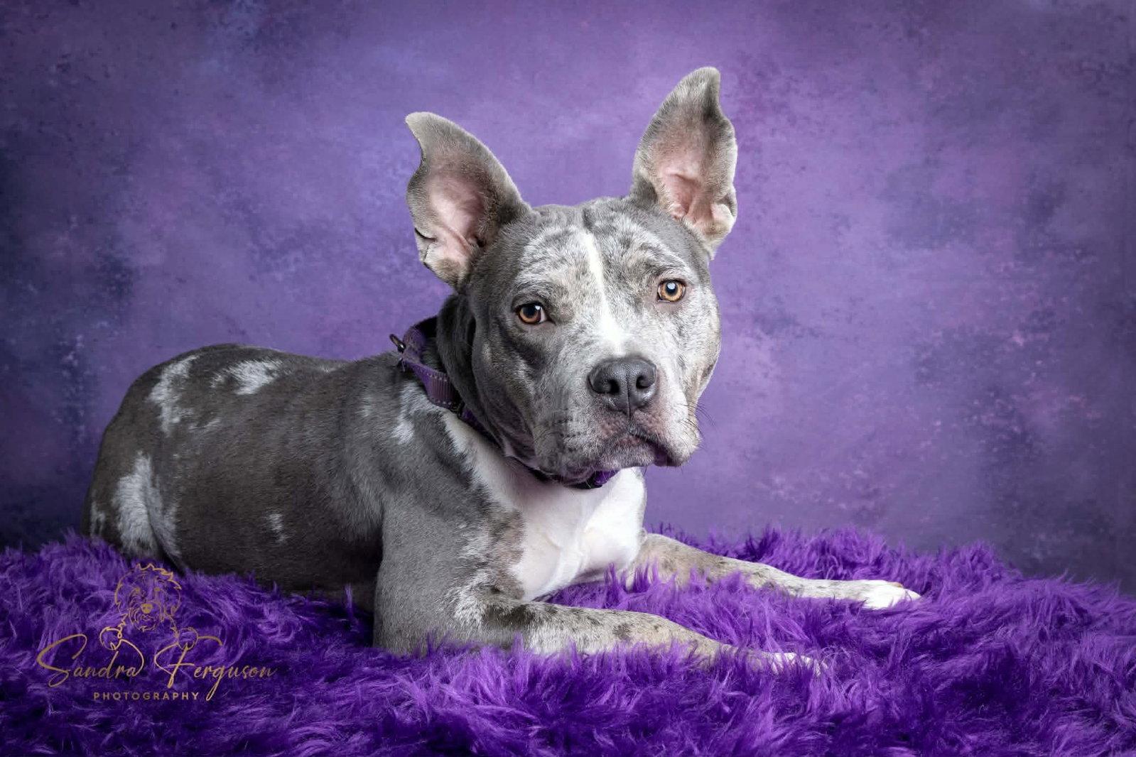 Wendy, Adoptable, Adult Female Catahoula Leopard Dog & Pit Bull Terrier.