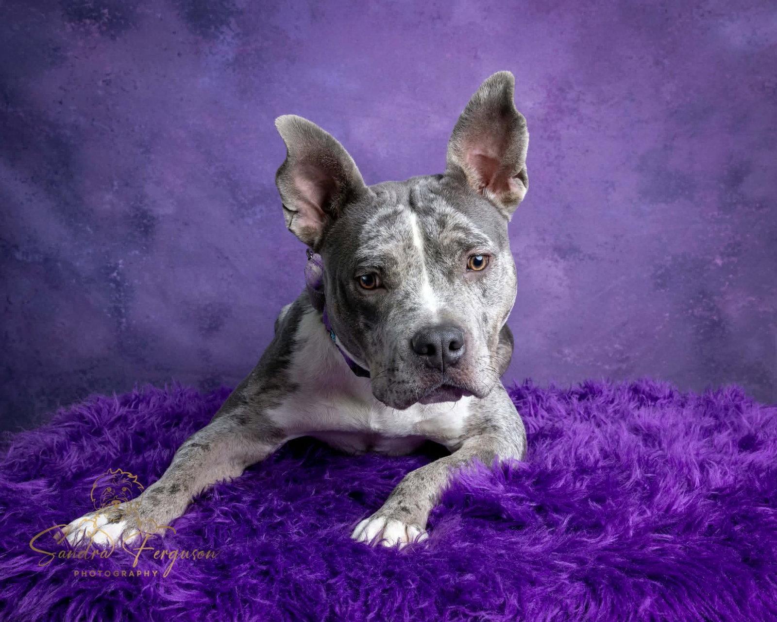 Enlarge Wendy, a Adoptable mixed breed in Munford, TN image 2/3