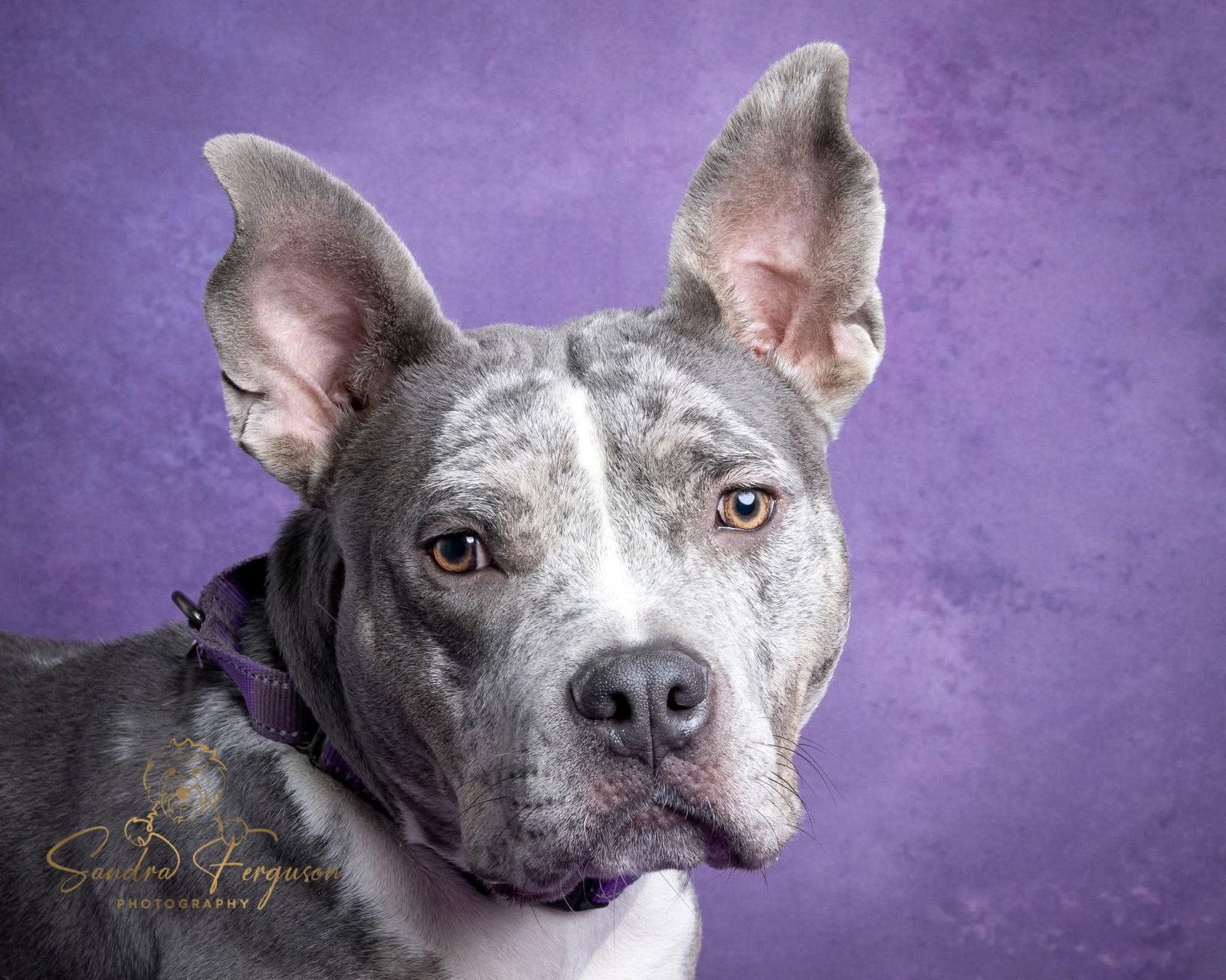 Enlarge Wendy, a Adoptable mixed breed in Munford, TN image 3/3
