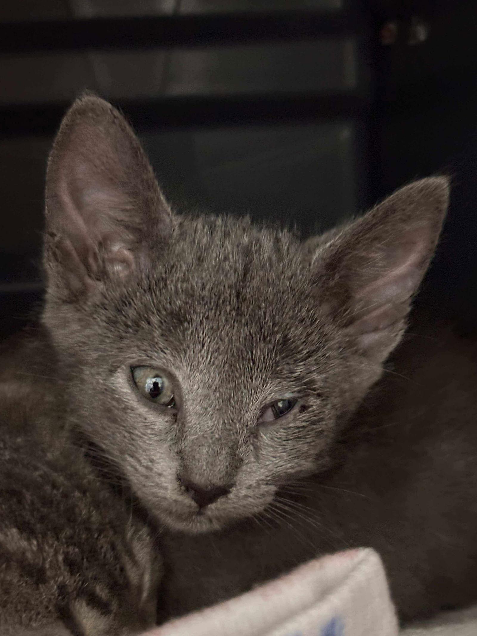 Enlarge Steel: Visit At Petsmart Lynchburg, a Adopted Domestic Short Hair in Rustburg, VA image 1/1