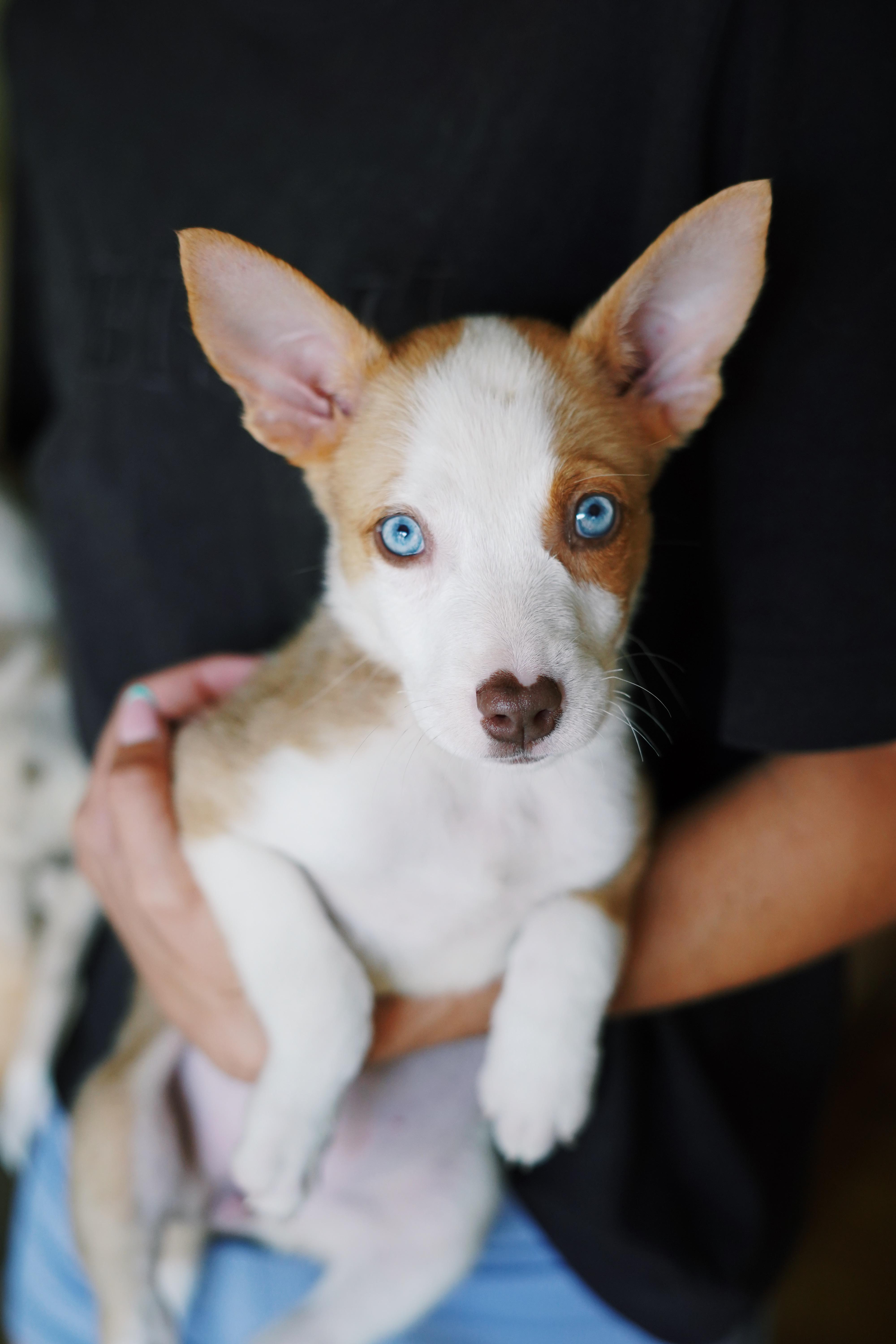 Enlarge Kanga, a Adoptable mixed breed in Bixby, OK image 1/1