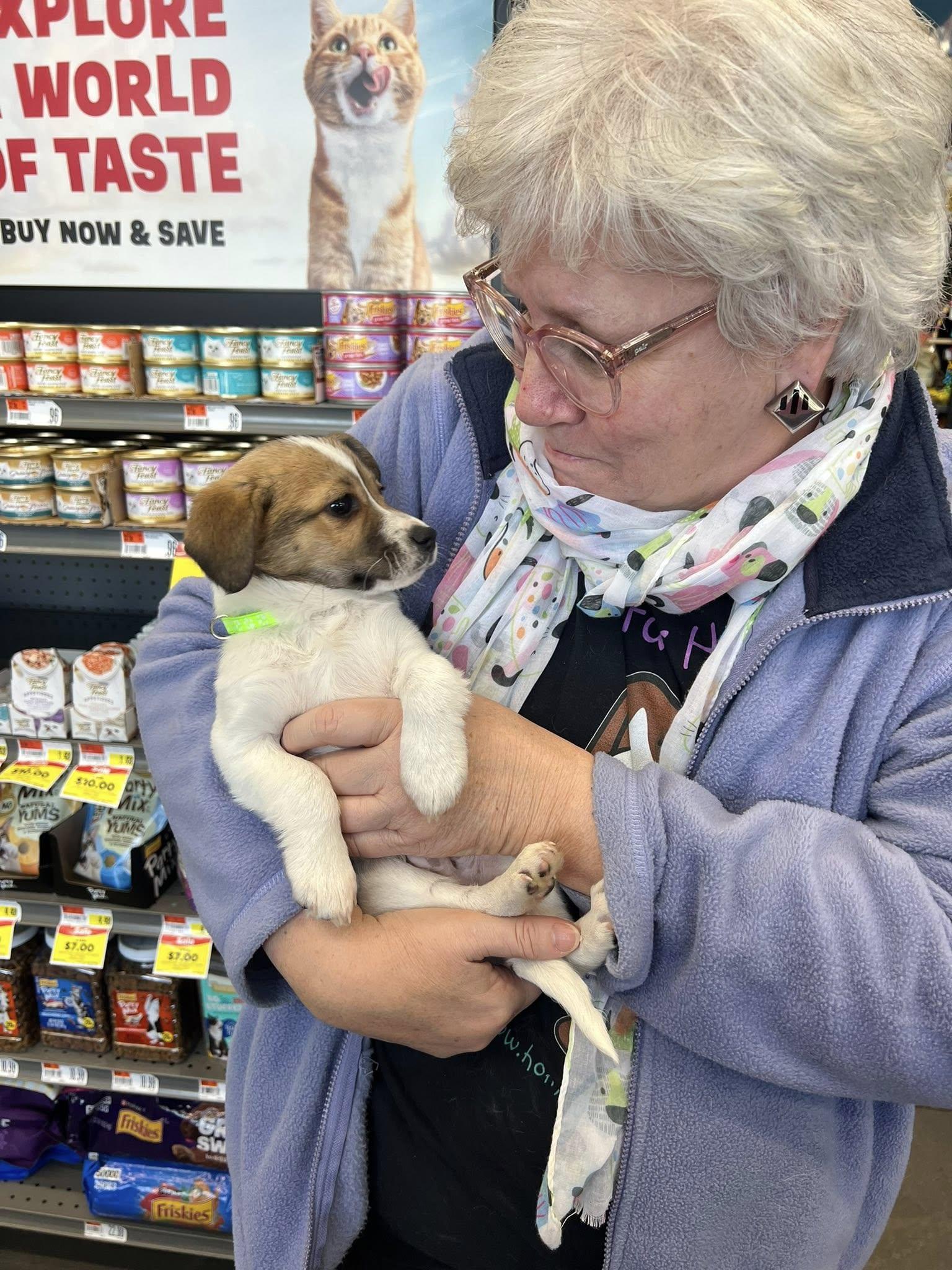 Enlarge Jerry, a ADOPTABLE mixed breed in Williamsburg, VA image 2/6