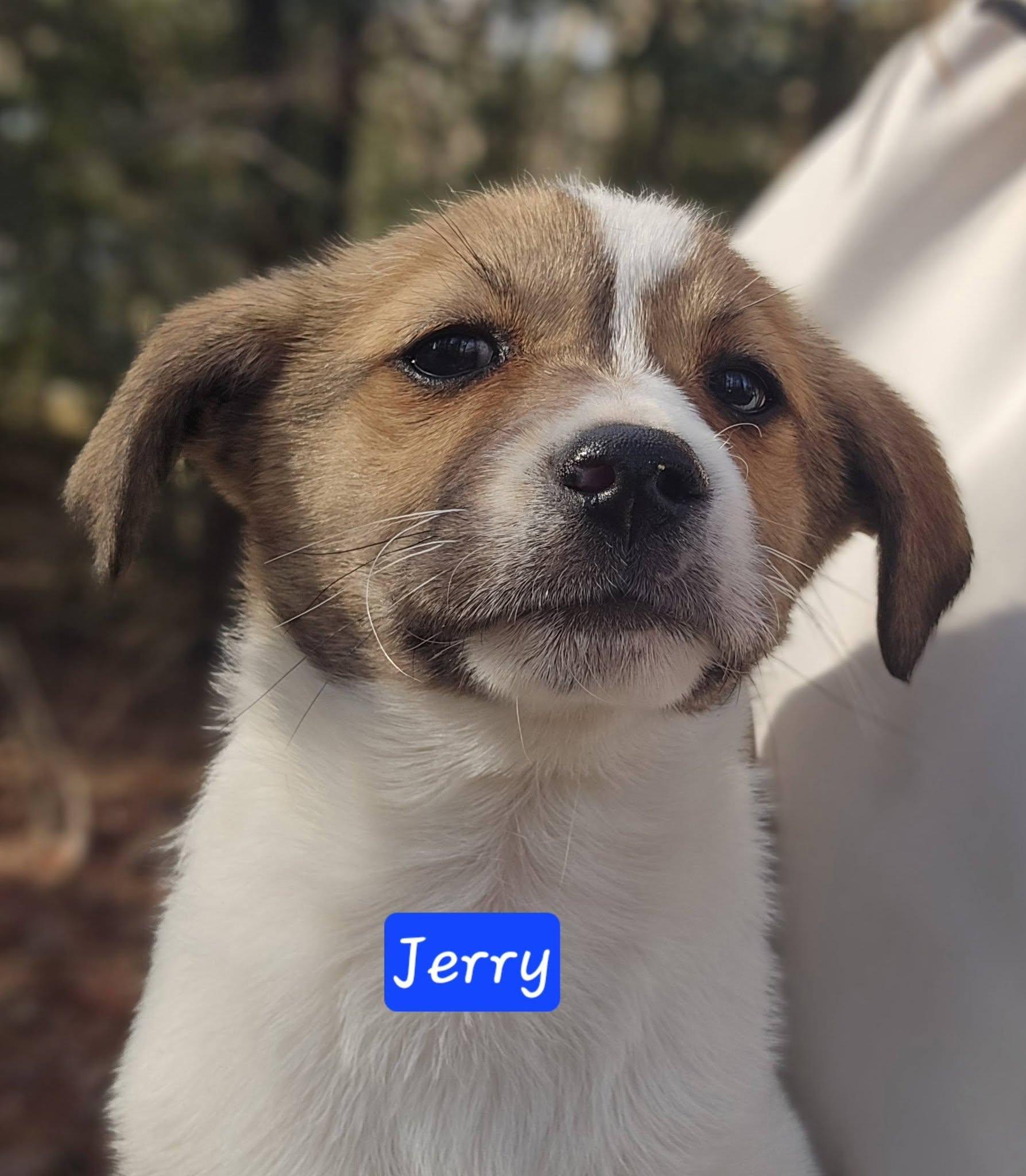 Enlarge Jerry, a ADOPTABLE mixed breed in Williamsburg, VA image 3/6