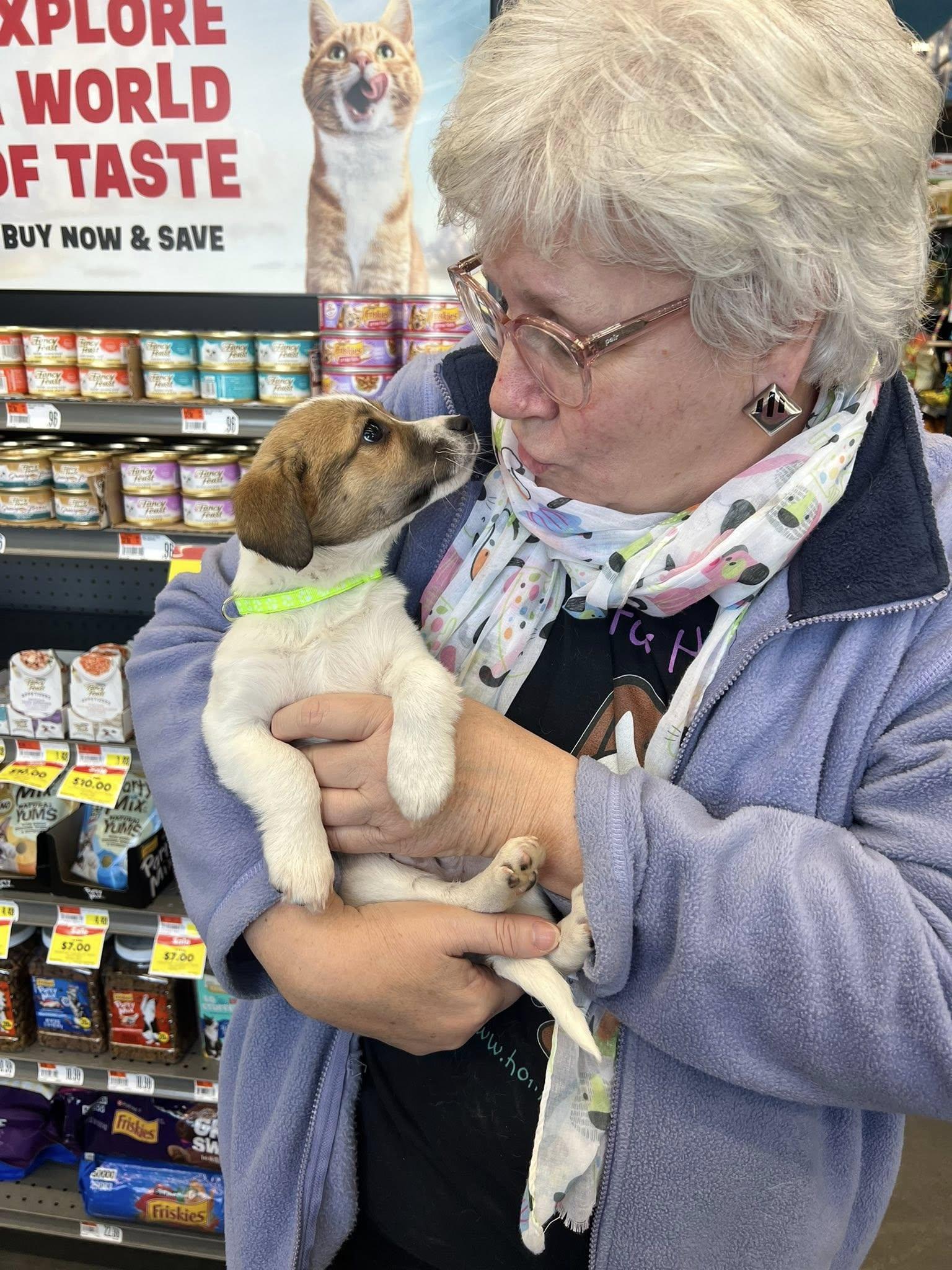 Enlarge Jerry, a ADOPTABLE mixed breed in Williamsburg, VA image 6/6