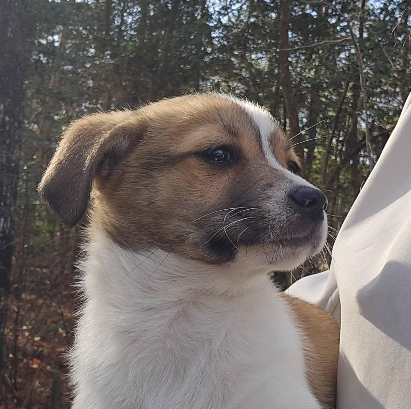 Enlarge Jerry, a ADOPTABLE mixed breed in Williamsburg, VA image 4/6
