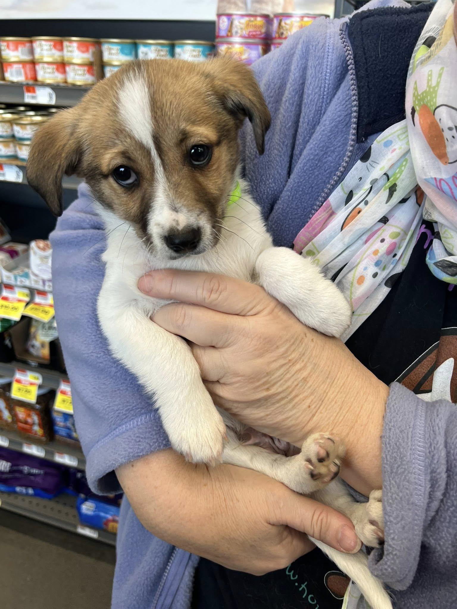 Enlarge Jerry, a ADOPTABLE mixed breed in Williamsburg, VA image 1/6