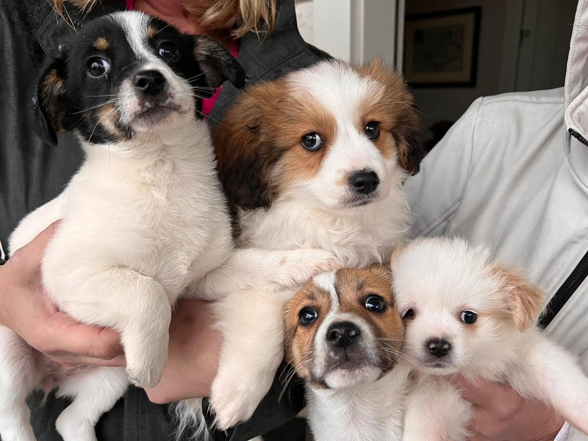 Enlarge Jerry, a ADOPTABLE mixed breed in Williamsburg, VA image 5/6